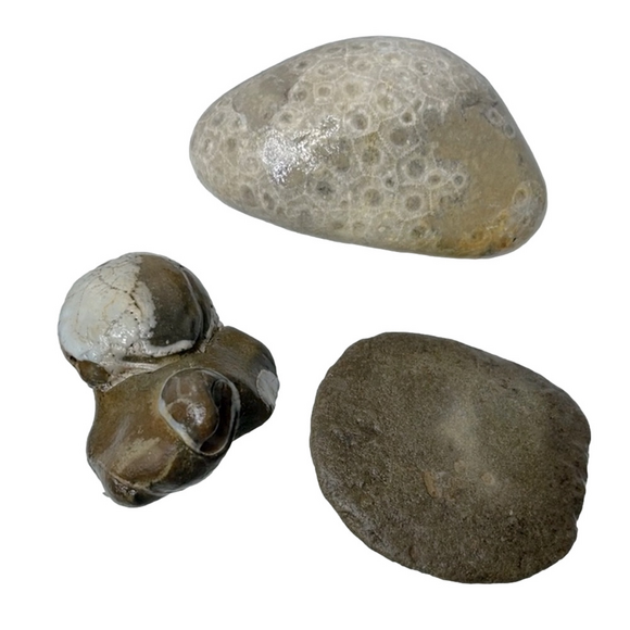 None Other - Oregon Fossilized Sea Shells & Coral Fossils | Natural Rock • Educational Lot